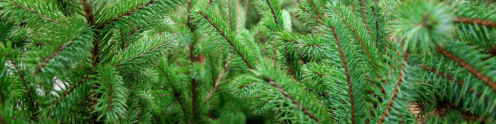 Ausschnitt mit frischen Tannenzweigen, dicht und sattgrün